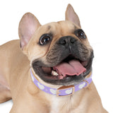 Dog Collar - Lovely Dog Color Pattern Design