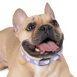 Dog Collar - Lovely Dog Color Pattern Design