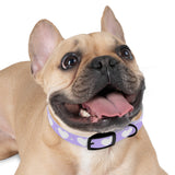 Dog Collar - Lovely Dog Color Pattern Design